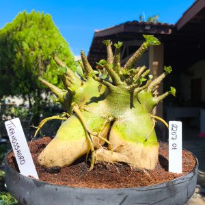 2207 01 Arabicum Tiranossauro - Adulta
