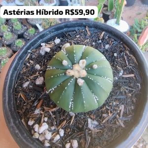 Cacto Astéria Híbrido