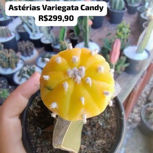 Cacto Astéria Variegata Candy