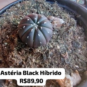 Cacto Astéria Black Híbrido