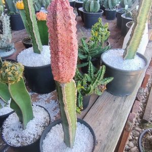 Cacto Euphorbia Cv Damasck