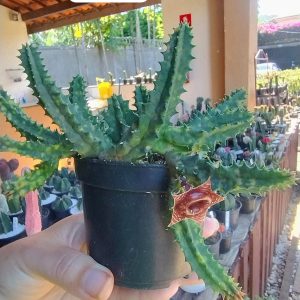 Cacto Tapete Persa Variegata