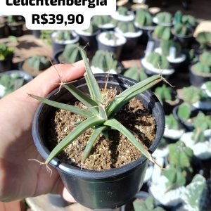 Cacto Leuchtenbergia
