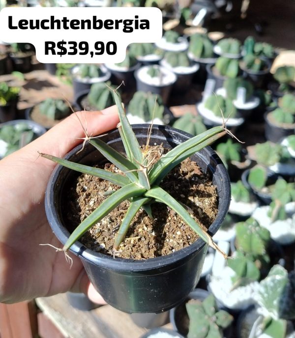 Cacto Leuchtenbergia