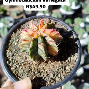 Cacto Gymnocalicium Variegata