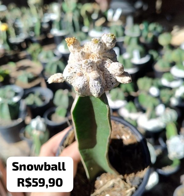 Cacto Snowball