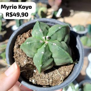 Cacto Myrio Koyo