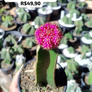 Cacto Gymnocalicium Pink