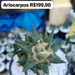 Cacto Ariocarpus