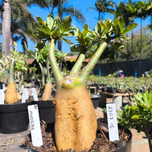 2307 13 Big Caudex Madeira