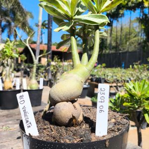 2307 06 Big Caudex Red Variegata