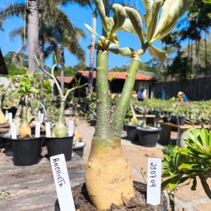 2307 04 Big Caudex Anchieta