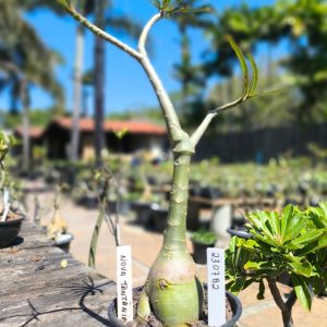 2307 02 Big Caudex Nova Tanzânia