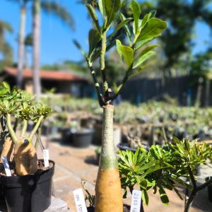 2307 16 Big Caudex Céu Estrelado