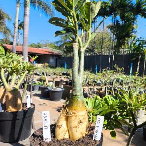 2307 17 Big Caudex Céu Estrelado