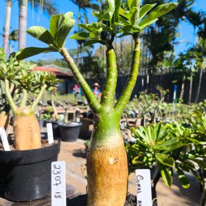 2307 18 Big Caudex Coral Angel