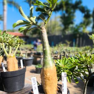 2307 19 Big Caudex Chibi Maruko