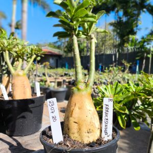 2307 20 Big Caudex Francesinha