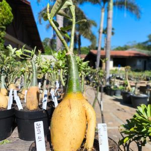 2307 21 Big Caudex Volúpia