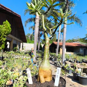 2307 22 Big Caudex EV 128