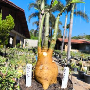 2307 23 Big Caudex Crepúsculo