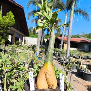 2307 24 Big Caudex Chibi Maruko