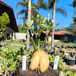 2308 25 Big Caudex Golden Faith II