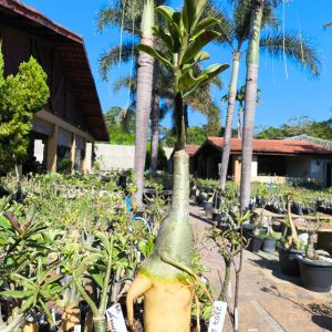 2309 26 Big Caudex Francesinha