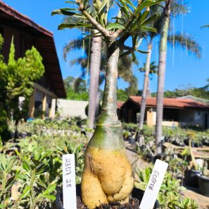 2311 28 Big Caudex Godiva