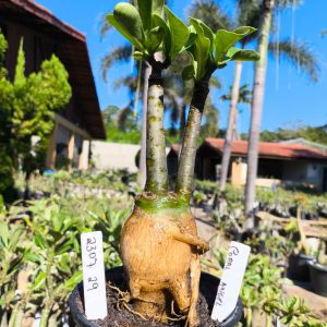 2312 29 Big Caudex Coral Angel