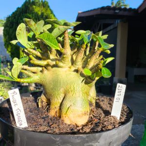 2307 01 Arabicum Panzer Tigrada - Adulta