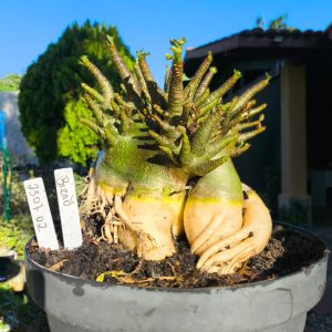 2307 02 Arabicum Bizão - Adulta