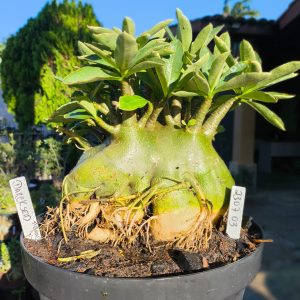 2307 03 Arabicum Darkseid Tigrada - Adulta