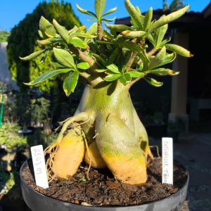 2307 04 Arabicum Caterpillar Tigrada - Adulta