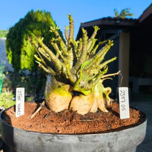 2307 05 Arabicum Star Wars - Adulta