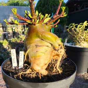 2307 08 Arabicum Super Black - Adulta