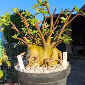 2307 07 Arabicum Loki - Adulta