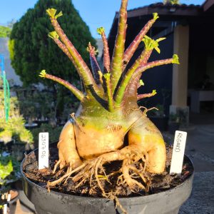 2307 06 Arabicum Asgard - Adulta