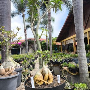 2407 01 Baoba Surprise