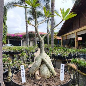 2407 06 Baoba ID Misterioso