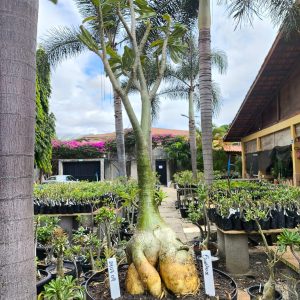 2407 09 Baoba Surprise