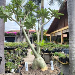 2407 08 Baoba Surprise