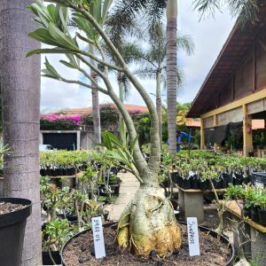 2407 07 Baoba Surprise