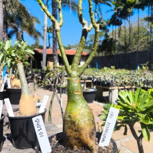 2407 01 Rosa do Deserto Céu Estrelado