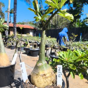 2407 02 Rosa do Deserto Variegata 500