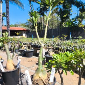 2407 03 Rosa do Deserto Céu Estrelado