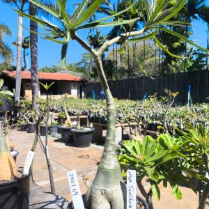 2407 04 Rosa do Deserto Nova Tanzânia