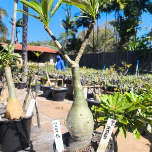 2407 05 Rosa do Deserto Ferrari