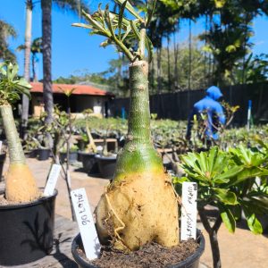 2407 06 Rosa do Deserto Ultra Violet