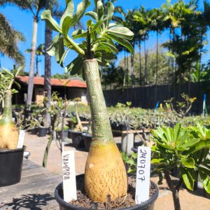 2407 07 Rosa do Deserto Vampira